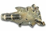 Fossil Mud Lobster (Thalassina) - Gunn Poin, Australia #307722-1